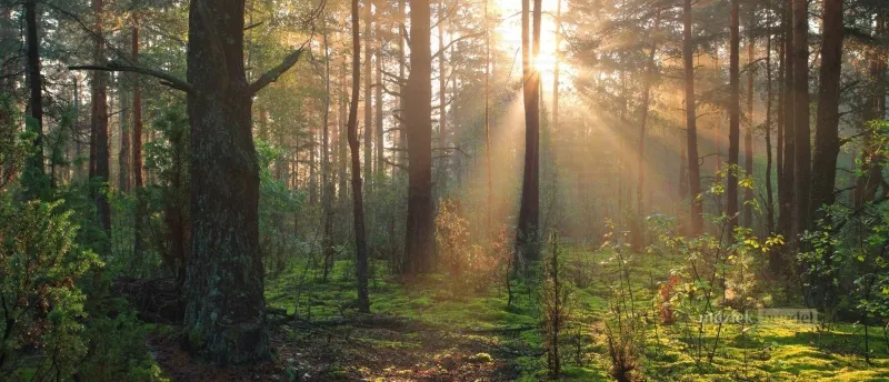 Inspiratie uit de Natuur voor Muziek en Songwriting | Muziekbundel.nl Natuur als inspiratiebron voor het schrijven van liedjes en muzikale creativiteit
